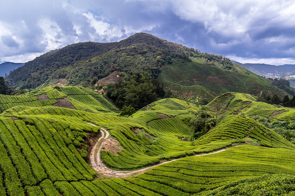 زارع الشاي في مرتفعات الكاميرون ماليزيا